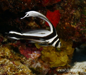 Spotted Drum in Cozumel.  One of my favorite fish to see;... by Ken Kiefer 